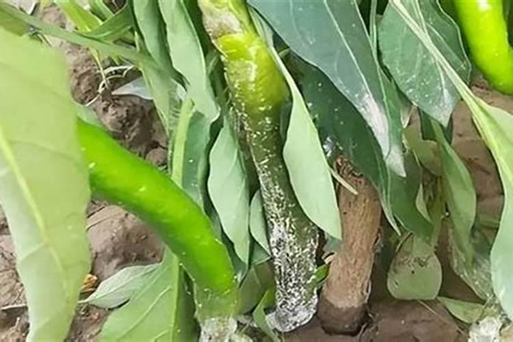 哪种杀菌剂可以解决辣椒疫病呢？