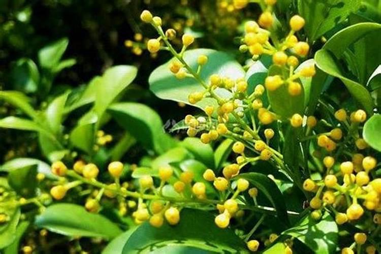 米兰花冬天怎么养？掌握这些 再也不用担心米兰花如何过冬了!