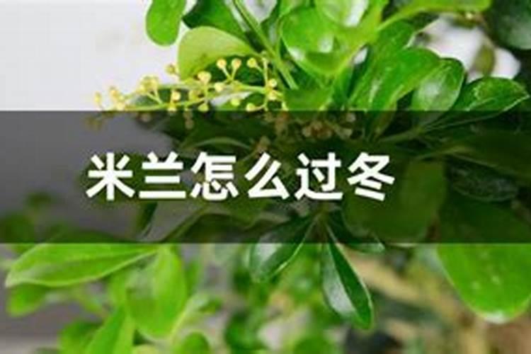 颗粒有机肥使用方法
