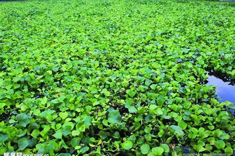 中国水溶肥的前十名中国十大水溶肥排名