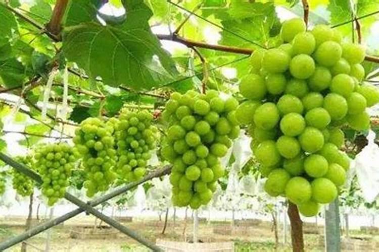 桂花施肥用什么肥料