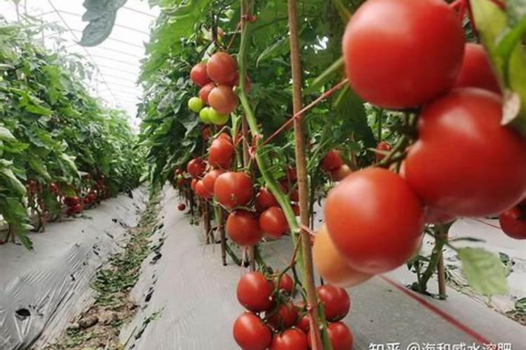 番茄结果期施什么肥好,如何施肥