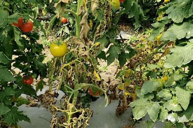 番茄挂果后怎么施肥 番茄施肥用什么肥料好