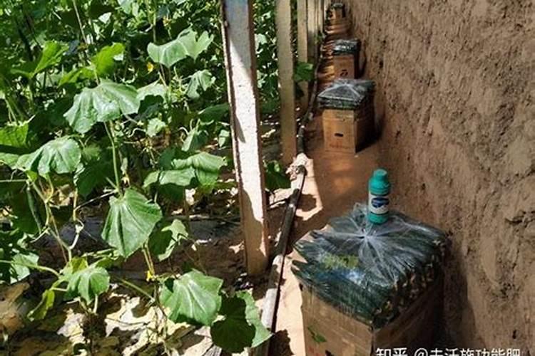 李子树的种植技术