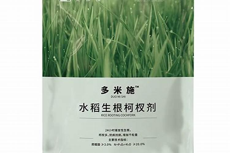 暴雨过后水稻应该怎么养殖 水稻种植方法