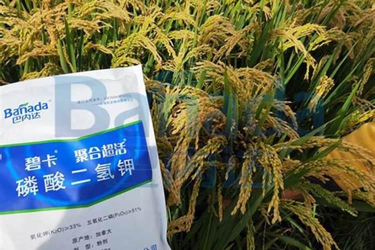 氮肥中一定含有的离子