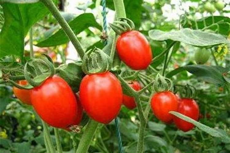 西红柿幼苗期施什么肥