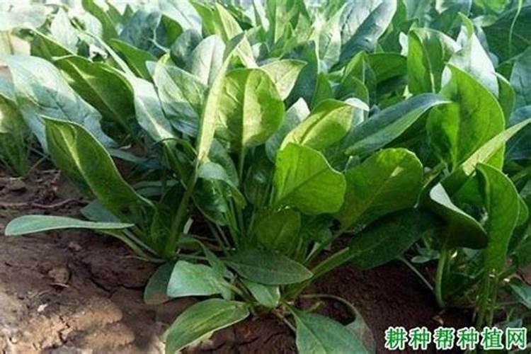 菠菜零下16度能生存吗？