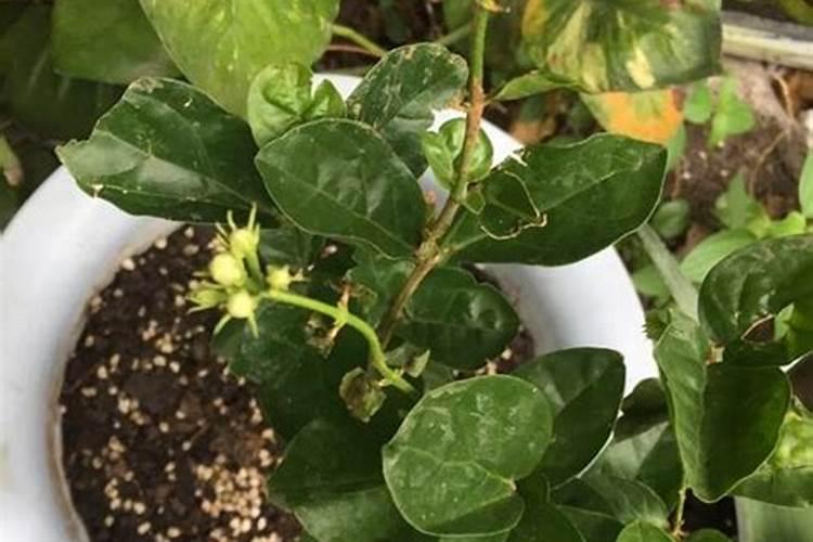 茉莉花开花后如何进行施肥