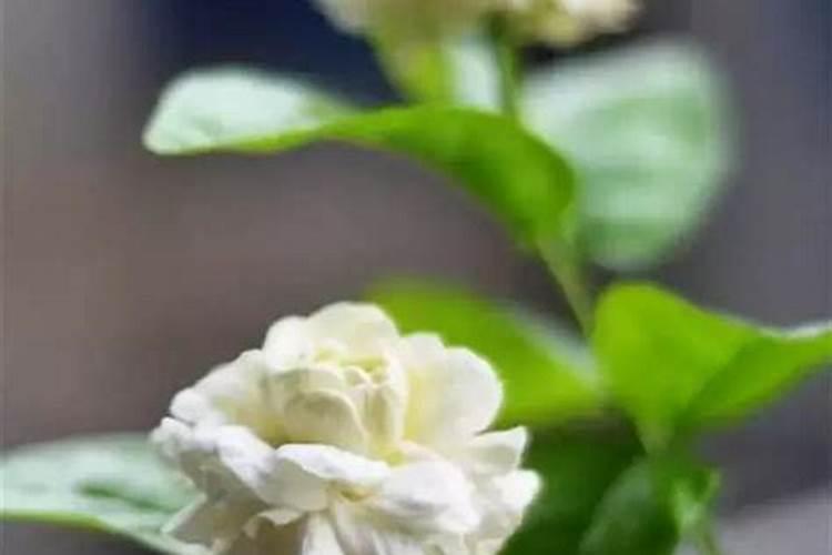 茉莉花开花了该不该施肥