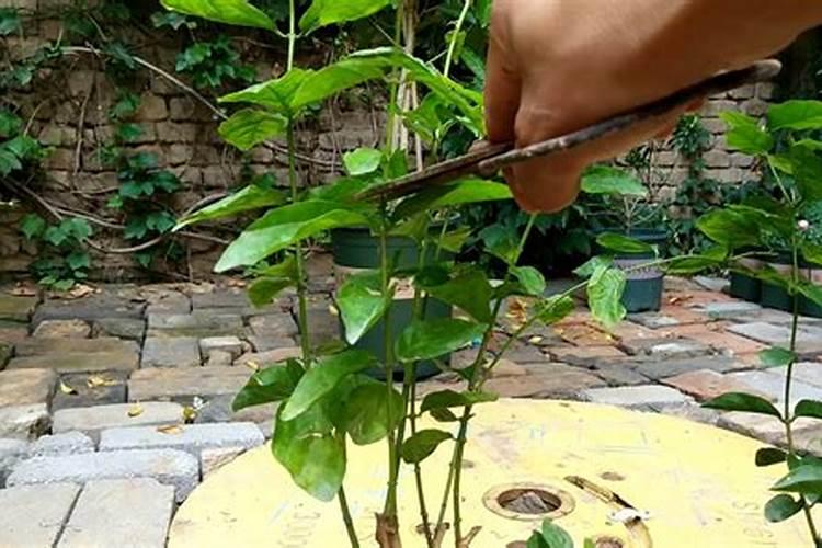 茉莉开完花后怎么处理