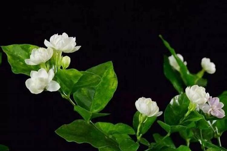 茉莉花花后施肥有哪些注意事项