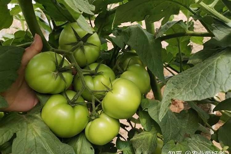 蔬菜复合肥多久施一次 蔬菜复合肥几乎每月施一次