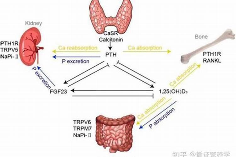 一般给草莓施什么肥最好