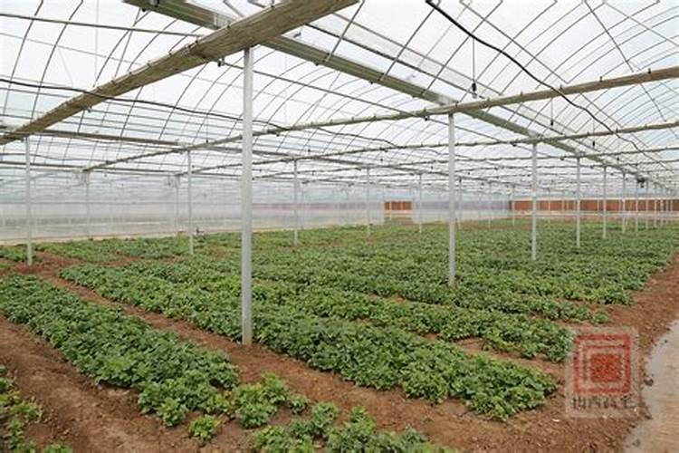 红薯苗喷什么叶面肥生长快,红薯苗什么时候种植好