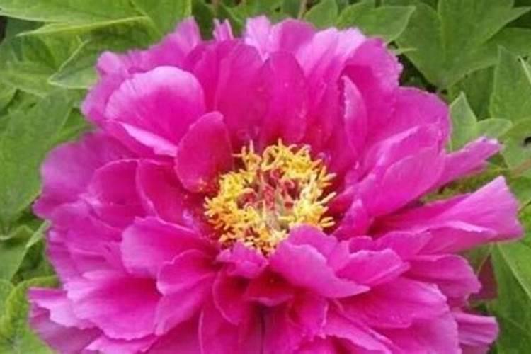 蔷薇花用什么肥料最好