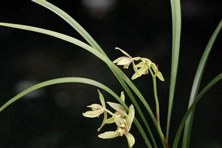 6月份露天适合种植什么蔬菜