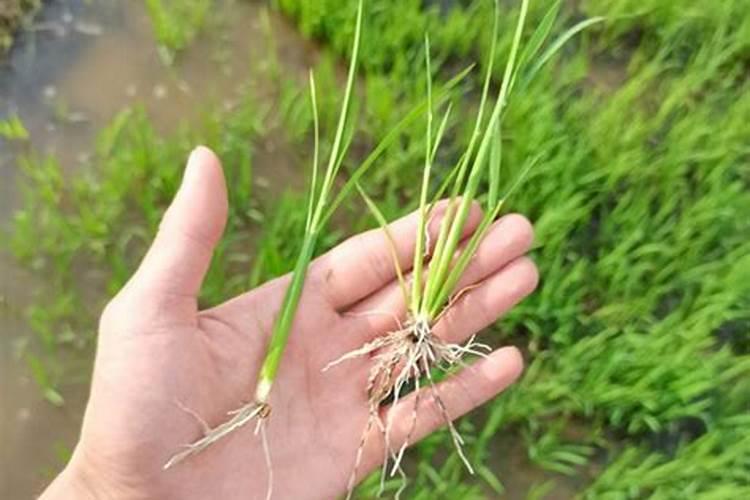 盆栽草莓如何施复合肥