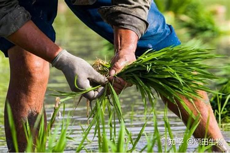 水稻氮磷钾施肥最佳比例每亩用多少？