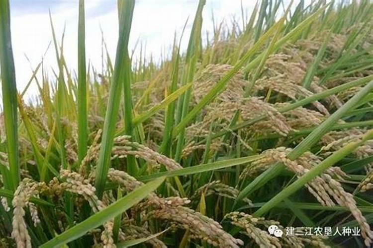 种水稻用什么肥料最好