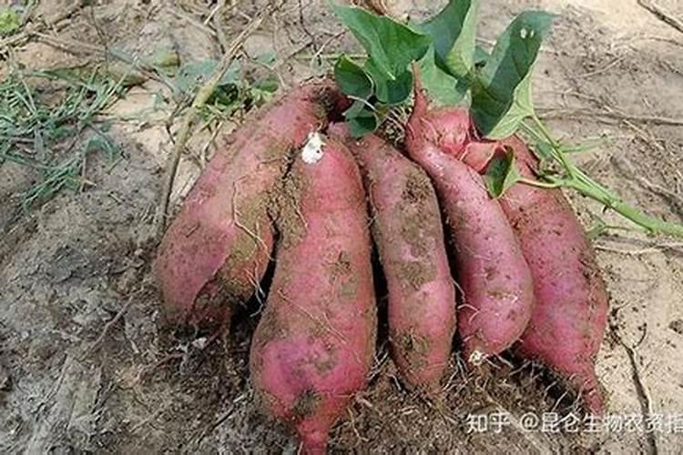蓝莓用什么肥料最好