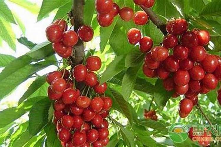 葡萄膨果期用什么肥料,种植葡萄该如何施肥