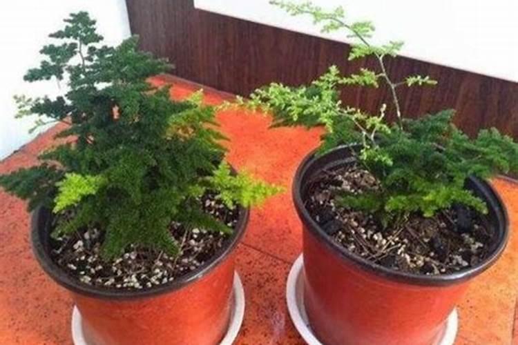 钾肥有哪些种类与用途