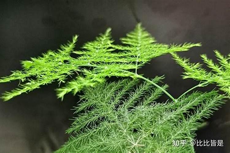 生石花怎么种 生石花养护方法