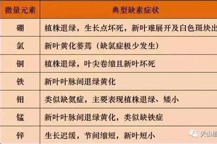 大棚草莓如何施肥才能高产