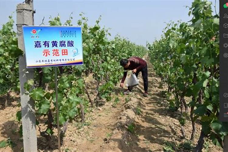 多肉用什么肥料比较好