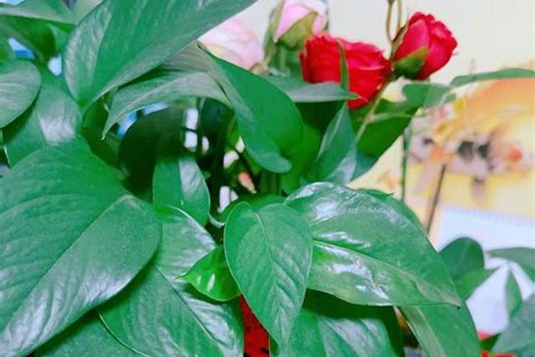 芝麻是什么时候种植。