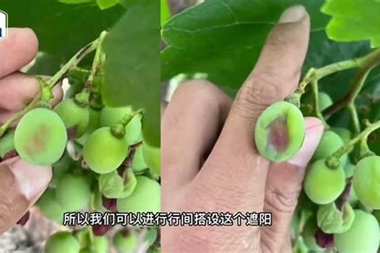 今年的红提葡萄长的不大,己经套袋了,用点什么叶面肥膨果快