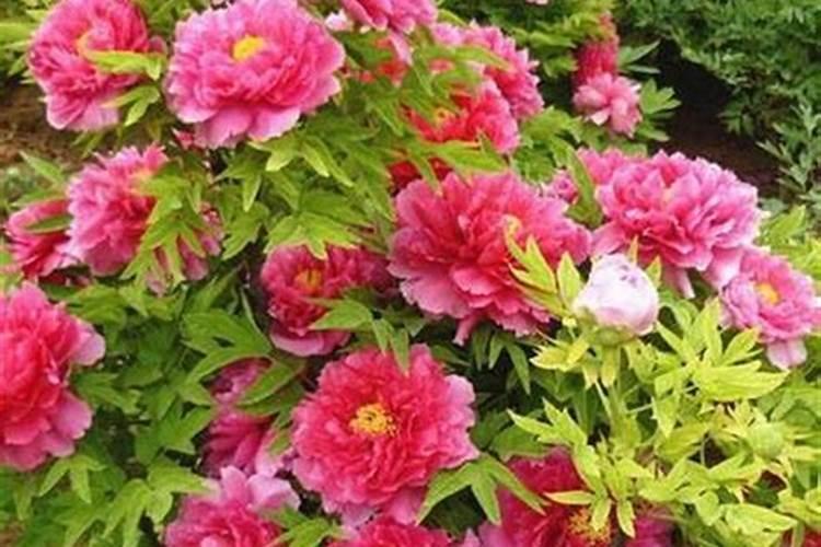 甘蔗种植方法和管理 怎样种植甘蔗如何管理