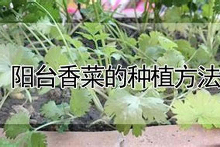 胺鲜酯和芸苔素的区别