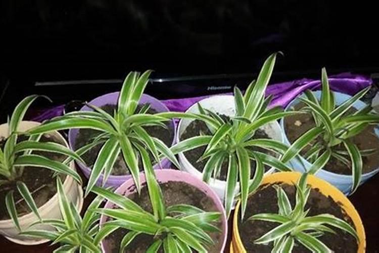 给植物浇钙片的方法是什么呢？