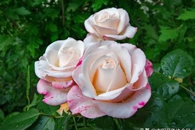 月季花施肥施什么肥料