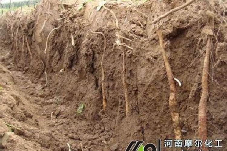 柑橘几月份施钾肥好 最佳使用时间