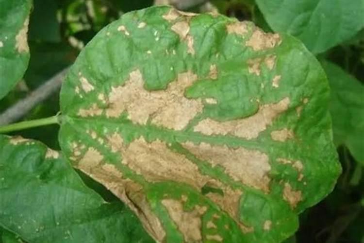 成年槟榔怎样施水肥？
