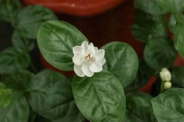 大豆种植果实掉落的原因是什么 大豆应该怎么养殖