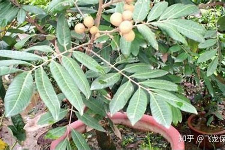 龙眼什么时候开花结果