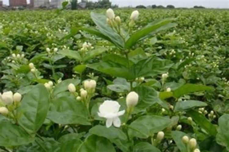 茉莉花施什么肥 茉莉花用哪种肥