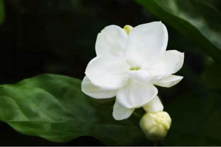 茉莉花冒新芽后如何养护开花多