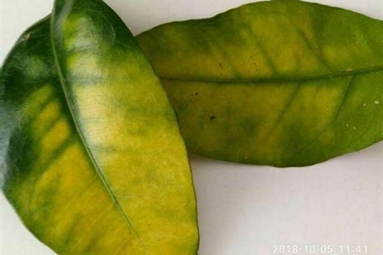 柚子树不开花怎么办