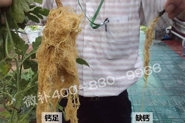川芎需要施多少底肥