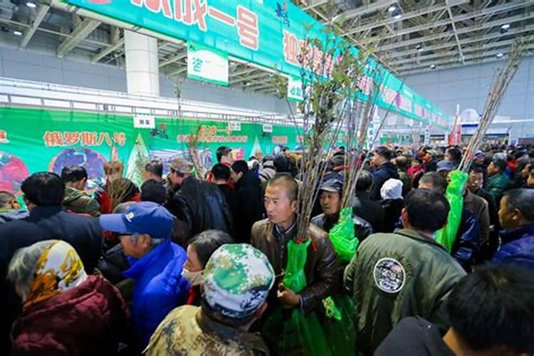李子树什么时候施肥最好,应该注意什么？
