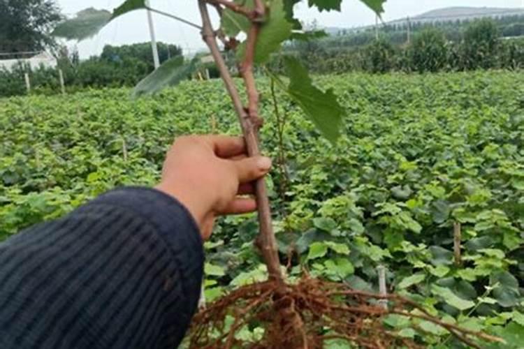 阳光玫瑰葡萄技术得到了种植户的认可吗？