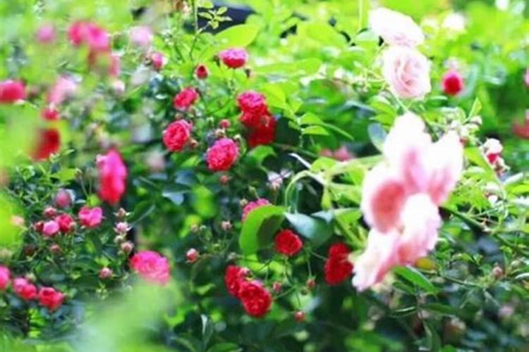 月季花哪时候施肥比较好 月季花什么时候施肥