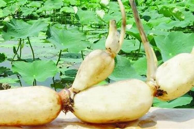 果树补钙用什么钙肥好 什么时候使用效果好