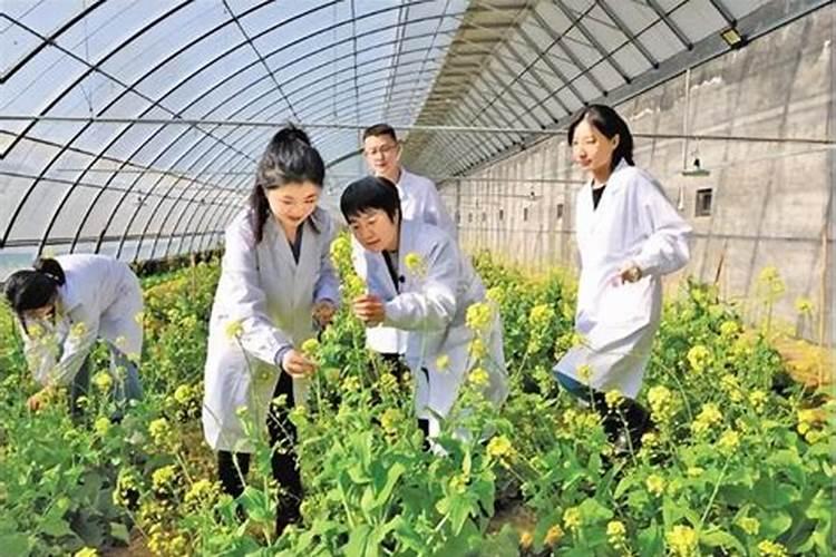 如何科学施用硼肥？