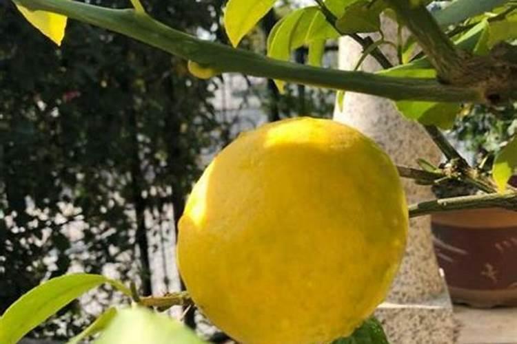 盆栽柠檬树施肥方法